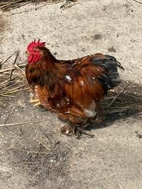 Gallo cocincina nano