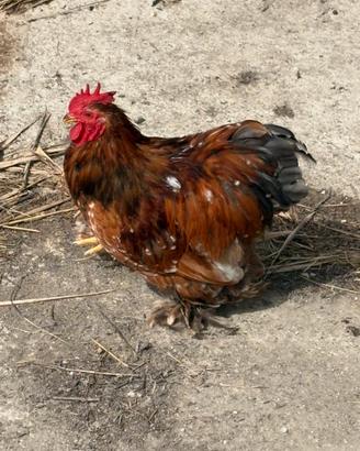 Gallo cocincina nano