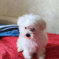 Cuccioli maltese Toy 60gg