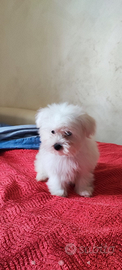 Cuccioli maltese Toy 60gg