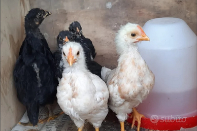 Pulcini di incroci di varie razze