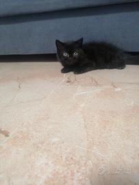 Gattino persiano