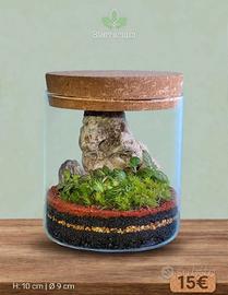 terrarium by Sterrarium 🌺