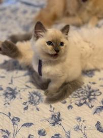 ULTIMA cucciola siberiana disponibile pedigree