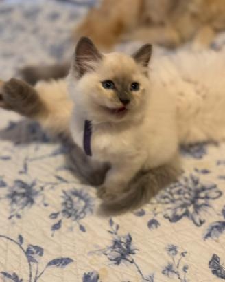 ULTIMA cucciola siberiana disponibile pedigree