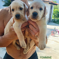 Cucciolo labrador