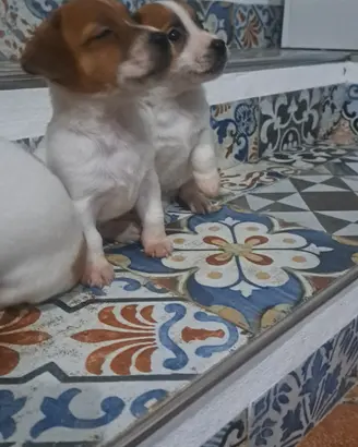 Jack russell