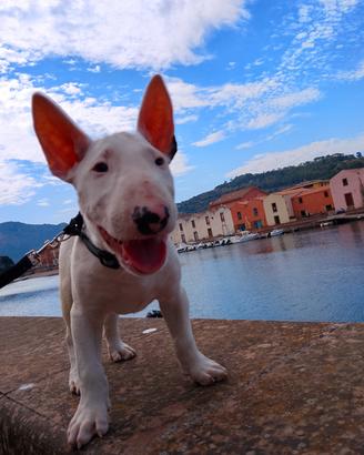 Bull terrier standard maschio 