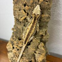 Baby Rhacodactylus auriculatus