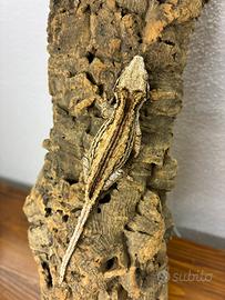 Baby Rhacodactylus auriculatus