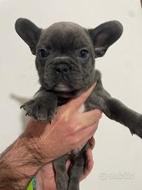 Cuccioli bulldog francesi