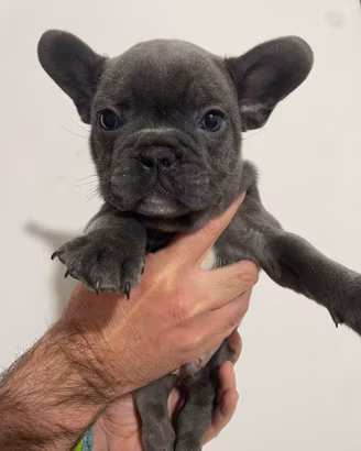 Cuccioli bulldog francesi