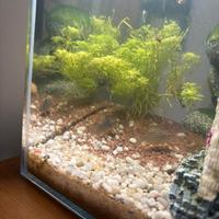 Corydoras di cui 1 albino