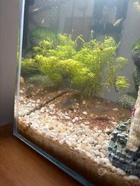 Corydoras di cui 1 albino