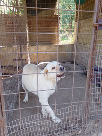 Labrador