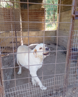 Labrador