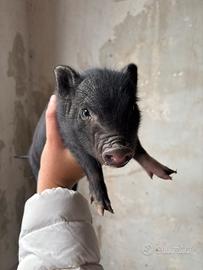 Maialini appena nati