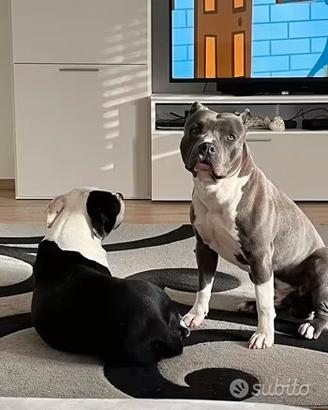 Amstaff blue per monta