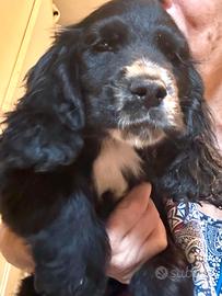 Cocker maschi neri