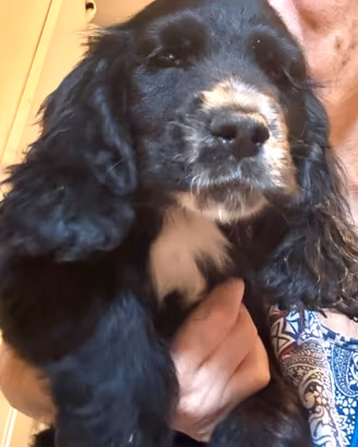 Cocker maschi neri