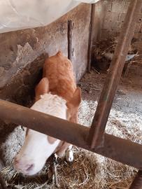 Vitella pezzata rossa francese