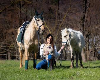Splendida cavalla e puledro palomino