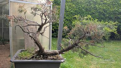 bonsai Ginepro