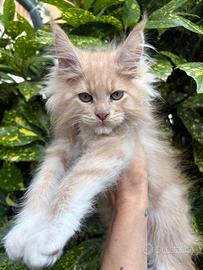 Maine Coon Pedigree