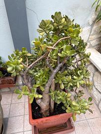 Albero di giada