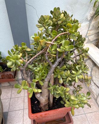 Albero di giada