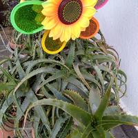 Aloe arborescens e altre piante grasse