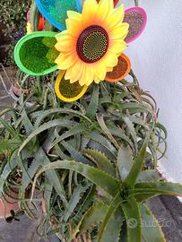 Aloe arborescens e altre piante grasse