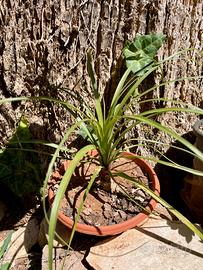 Piantina grassa mangiafumo