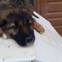Caucaso mix Border Collie