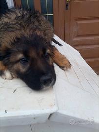 Caucaso mix Border Collie