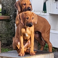 Rhodesian Ridgeback
