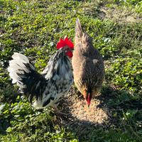 Gallo e Gallina Americani