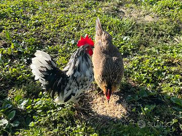 Gallo e Gallina Americani