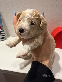 Maltipoo/barboncini toy