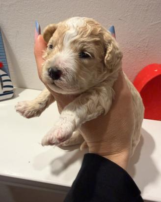 Maltipoo/barboncini toy