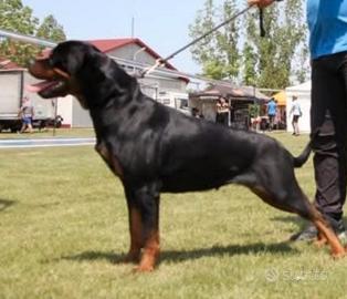 Disponibili cuccioli Rottweiler