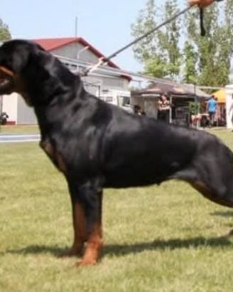 Disponibili cuccioli Rottweiler