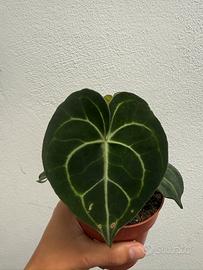 Anthurium clarinervium in vaso 12