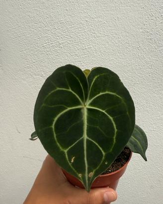 Anthurium clarinervium in vaso 12