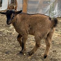 Cucciolo di capra tibetana nana