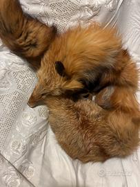 Volpe stola pelliccia collo