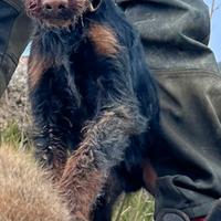 Jagd terrier