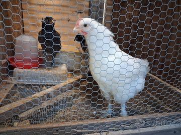 Galline marans