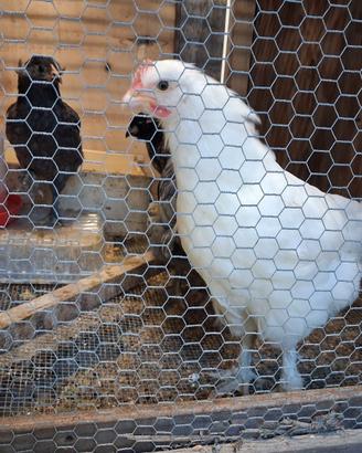 Galline marans