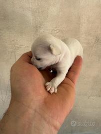 Chihuahua mini Toy pelo corto